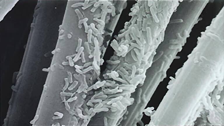 bacteria air filter captures e-coli